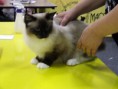 /album/kitty/kiallitas-50-jpg/